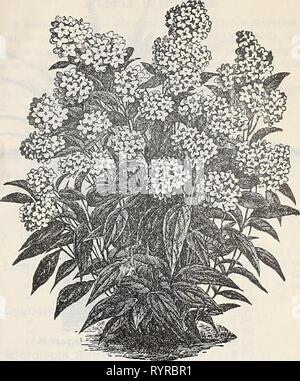 Dreer der Großhandel Preisliste herbst Dreer der Großhandel Preisliste herbst Ausgabe September bis Dezember 1900: saisonale Blumen Gemüse Saatgut, Düngemittel, Werkzeuge, etc. dreerswholesalep 1900 henr Jahr: 1900 Cycas Revoldta. Camellia japonica. Eine feine Menge buschig, gut Pflanzen in 12 verschiedenen Sorten abgezweigt. 5 Zoll Töpfe, 15 Zoll hoch, $ 6,00 pro dtz.; $ 45,00 pro 100 6'18 und 24'10,00' 75,00' Carex Japonica Variegata. Eine vorzüglich anmutige Neue japanische Gras mit schlanken grünes Laub, umrandete weiße. 75 cts. Pro dtz.; $ 6,00 pro 100. Clivia Miniatum. Feine starke Pflanzen im 6cm Töpfe, her Stockfoto