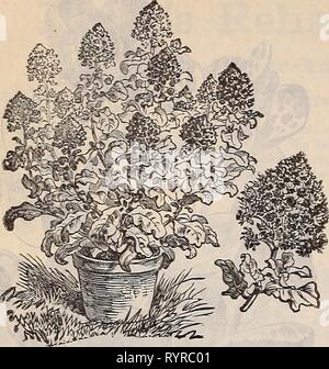 Dreer die vierteljährlichen Großhandel Preisliste Dreer die vierteljährlichen Großhandel Preis liste der Frühjahrsblüher, Palmen, Farne Erdbeere Sellerie und andere Saisonale Pflanzen Blumensamen Gemüsesamen Düngemittel, Werkzeuge etc., etc., etc. dreersquarterlyw 1898 henr 2 Jahr: 1898 12 DREERS GROSSHANDEL PREISLISTE, Machet Mignoxette. Handel pkt. Pro^oz. Resede, Machet, extra ausgewählten Aktie. fO 15'' Miles' Hybrid Spirale 10' Allen's Defiance, sehr groß. 25 Golden Queen 10 Parson's White 15 Verbesserte Victoria, Dunkelrot 10 SI: 50 15 00 15 30 25 Stockfoto