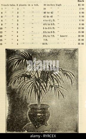 Dreer der Großhandel Preisliste Dreer der Großhandel Preisliste: dekorative und andere Pflanzen für Floristen, Lampen für zwingen, saisonale Blumen Samen, Voraussetzungen, Floristen, etc. dreerswholesalep 1915 henr 0 Jahr: 1915 Stockfoto