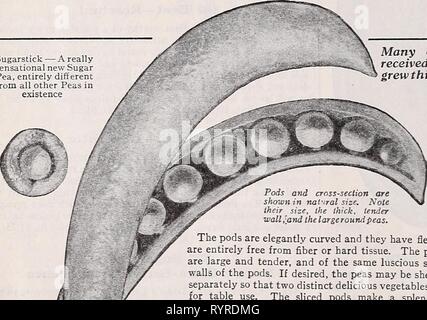 Dreer die Neuheiten und Spezialitäten 1939 Dreer die Neuheiten und Spezialitäten 1939: 101 Jahre Dreer Qualität Samen pflanzen Lampen. dreersnoveltiess 1939 henr Jahr: 1939 Weiße Ballungen Zwiebel Sugarstick - eine wirklich sensationelle neue Zucker Erbse, völlig verschieden von allen anderen Erbsen in Existenz Stockfoto