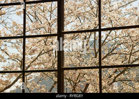 Kirschblüten außerhalb des Fensters Stockfoto