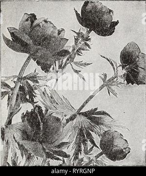 Dreer die Neuheiten und Spezialitäten für dreer die Neuheiten und Spezialitäten für 1937. dreersnoveltiess 1937 henr Jahr: 1937 HENRY A. DREER, Philadelphia, Pa. trollius-Globeflower® wünschenswert - blühende Pflanzen mit großen, starken entrappt Buttercup - wie Blüten, von Hellgelb bis tief orange. Mai und Juni. Europaeus superbus. 2 ft. Verherrlicht globe-förmige Butterblumen. Wächserne Zitronengelb. Ledebouri, Golden Queen. 2 ft. Eine ausgezeichnete Sorte mit schönen reiche goldene gelbe Blüten im Juli und August. 50 c; 3 für $ 1,40; 12 für $ 5.50. Meteor. 3ft. Sehr große, tiefe reichen Orange. Ora Stockfoto