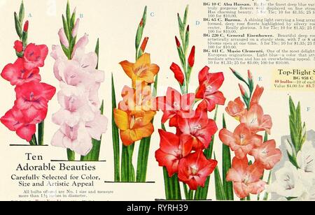 Dreer ist ein echtes altmodisches Dreer ist ein echter altmodischer Qualität Garten Buch für 1952: Ihren Garten schöner Produktiver angenehmer zu machen. dreersrealoldfas 1952 henr Jahr: 1952 ihrant • GLADIOLEN • majestätische lT.^ TZr,^^' c '{P^l^''o Vier Top-Flight Gewinner BG 10 C Abu Hassan. Die mit Abstand besten deep blue Auswahl mit wirklich wunderschöne Blumen auch auf die starke tems angezeigt hat charmante beautj'. 5 für 7 oc; 10 für 31.35; 25 für S 3.00: 100 für SIO.OO. BG 65 C. in Burma. Ein glänzendes Licht carrj'ing eine lange Reihe von Gut-gebildet, deep Rose röschen von silbrig hervorgehoben Rose in der Mitte Stockfoto