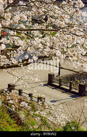 Misumi West Port im Frühjahr, Präfektur Kumamoto, Japan Stockfoto