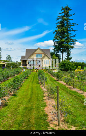 Berry Farm House mit bluebbery Sträucher in Vorder- und Hintergrund des blauen Himmels Stockfoto