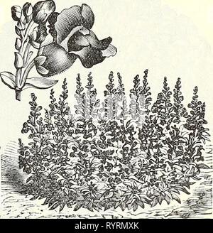 Dreer die vierteljährlichen Großhandel Preisliste Dreer die vierteljährlichen Großhandel Preis Liste der Werkzeuge, Düngemittel, Insektizide, Verbrauchsmaterialien, etc. dreersquarterlyw 1899 henr 0 Jahr: 1899 Alyssum, kleines Juwel. Antirrhinum majus, Gemischt, extra feine Sorte. Firefly, helle rote Königin des Nordens, weiß Niobe, Weiß und crimson Nanum picturatum, gestreift Tom Thumb, Gelb'' gemischt. Riesige, weiße "Scarlet' gelb Aquilegia chrysantha (Golden angetrieben). . . Chrysantha alba ccerulea glandulosa einzigen gemischten Doppel mixed Arabis Alpina, Weiß Spring Flower Aralia Sieboldii. 50C. pro 1000 Samen. (Bereit im April.) Armer Stockfoto