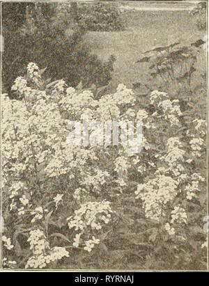 Dreer's Mitte Sommer Katalog 1913 (1913) des Dreer Mitte Sommer Katalog 1913. dreersmidsummerc 1913 henr Jahr: 1913 Süß-Rakete (Ilesperis). Pro Pck. Altmodische hardy Garten Pflanze, auch als Dame der Rakete und Dame ist Violett bekannt; wächst 2 bis 3 Fuß hoch und trägt auffälligen weißen, lila und violett duftenden Blumen. Gemischte Farben. Fer oz., 30 cts. 5 Tritoma. Hybrida (red-hot PoUer. Flamme Blume oder Taschenlampe Lilii) aus der eigenen Sammlung, die zweifellos zu den Schönsten in diesem Land Tunica gespeichert. Aster. Eine ordentliche, getuftete winterharte Staude Pflanze, aber ein paar Zentimeter hoch und das Lager in der e Stockfoto