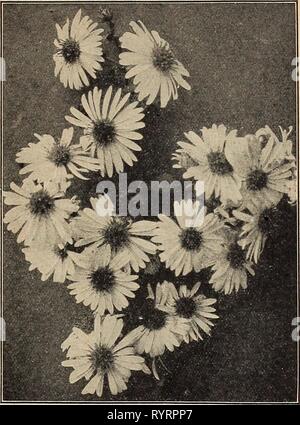 Dreer's Mitte Sommer Liste 1919 (1919) des Dreer Mitte Sommer Liste 1919. dreersmidsummerl 1919 henr Jahr: 1919 Aster amellus Neue Hardy Aster novi Belgii Höhepunkt Herbst - blühende HARDY ASTERS (Astern, oder Starworts) Diese gehören zu den auffälligsten unserer späten - blühende winterharte Pflanzen, geben eine Fülle von Bloom im September und Oktober, eine Jahreszeit, wenn die meisten anderen Hardy flow-ers sind Vergangenheit, und für den besten Effekt in Massen von einer Farbe gepflanzt werden. Sie wachsen in jedem Boden. Die Sammlung angeboten unterhalb der erlesensten Sorten hergestellt ist, ist nur dann, den schmächtigen Art beseitigt werden. Chapmani. Stockfoto