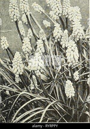 Dreer Hochsommer Liste 1927 (1927) Dreer Hochsommer Liste 1927. dreersmidsummerl 1927 henr Jahr: 1927 Leucojum vernum (Märzenbecher) Muscari, Traubenhyazinthen angeboten auf Seite 48. Nr. Sortieren nach Name oder Nummer 3. Kosui-no-Iro. Blau-violette Geädert mit Weiß; 6 Blütenblätter. 4. Yomo-no-umi. Eine feine Reichblühend cremeweiß ; 6 Blütenblätter. 5. Koki-no-Iro. Leicht violett-lila mit weißen Adern; 6 Blütenblätter. 26. Uchiu. Reichen purpur-violett, Geäderte weiß; 6 Blütenblätter. 31. Rinho. Reiche lebendige lila mit weißen veinings; 6 Blütenblätter. 36. Kumo-no-Obi. Lavendel-blau; 6 Blütenblätter. 43. Shi-un-Ryo. Grauweiß, tief und den Stockfoto