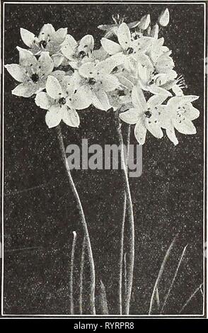 Dreer Hochsommer Liste 1931 (1931) Hochsommer Liste Dreer's 1931. dreersmidsummerl 1931 henr Jahr: 1931 Leucoju. m VERN'um IxiaS (Afrikanische Mais Lily) Diese charmanten, halb hardy Glühbirnen, vom Kap der Guten Hoffnung sind sehr dekorativ für Innen- Kultur, oder in kalten Frames gepflanzt oder Türen in gut-durchlässigen und geschützten Grenzen. Die Blüten sind der Brillantesten, reichen und vielfältigen Farbtönen. Wir bieten Ihnen in der Mischung, 40 cts. Pro dtz.; $ 2,50 pro 100; $ 20.00 pro 1000. Leucojum vernum (märzenbecher) ziemlich Knollenpflanzen verbündet mit dem Schneeglöckchen, sondern viel stärker und mutiger Gewohnheit in reichen Soi wachsende Stockfoto