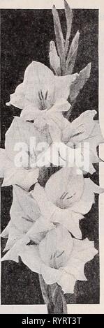 Dreer der Großhandel Katalog für Floristen Dreer der Großhandel Katalog für Floristen und Gärtner: Winter Frühling Sommer 1939. dreerswholesalec 1939 henr Jahr: 1939 Stockfoto