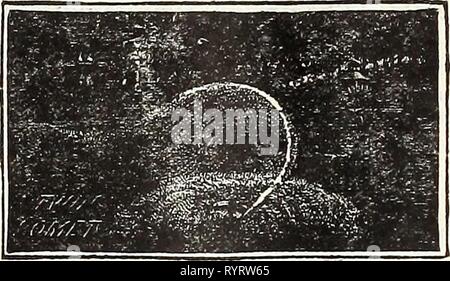 Dreer's Mitte Sommer Katalog 1916 (1916) des Dreer Mitte Sommer Katalog 1916. dreersmidsummerc 1916 henr Jahr: 1916 Sprinkler. Kalifornien Lawn Sprinkler. Dies ist einer der beliebtesten und Zierpflanzen Rasensprenger seiner Art, und verteilt das Wasser über eine große Fläche. Auf dem Stand 12 cm Hoch $ 1,25" Nickel top; 12 cm hoch 1,50 Enterprise Rasen Sprinlcler (Groß). Die Teile dieser Sprinkler sind praktisch unverwüstlich; hat vier Arme und deckt einen großen Bereich. Nr. 1, großes Format, schlittengestell $ 3.75 Nr. 2, Kleine'' 3.00 Twin Comet Lawn Sprinkler, $ 6,00 Wasser Hexe Sprinkler. Wir c Stockfoto