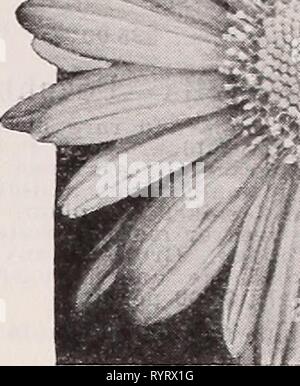 Dreer der Großhandel Katalog für Floristen Dreer der Großhandel Katalog für Floristen und Gärtner: 1940 Winter Frühling Sommer. dreerswholesalec 1940 henr Jahr: 1940^? Ich ^.^'^^^^^^^ Stockfoto