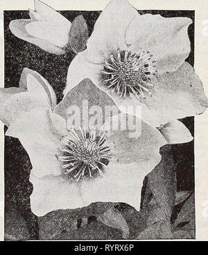 Dreer der Großhandel Katalog für Floristen Dreer der Großhandel Katalog für Floristen: Winter - Frühling - Sommer 1938. dreerswholesalec 1938 henr 0 Jahr: 1938 Helianthemum Helianthemurai - Rock Rose Pro doz. Pro 100 Stück. Golden j'Ellow. Single. 3-Zoll-Töpfe 2 $ 50 $ 15 00 Feuerball. Feurig Rot, 3-incli Töpfen 2 50 15 00. VTacranthum. Pure White single. 3-Zoll-Töpfen 2 50 15 00 Rhodanthe carnetim. Ziemlich einzigen rosa Blüten und silbriges Laub. 3-Zoll-Töpfen 2 50 15 00 Helianthus winterharte Sonnenblume Mazimiliani. 31/2-Zoll-Töpfe 1 50 10 00 Mollis. 31/2-Zoll-Töpfe 1 50 10 00 oder Multiflorus fl. pi. 3-Zoll-Töpfe 2 0 Stockfoto