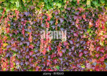 Verfärbte Blätter von wilder Wein (Vitis vinifera Subsp sylvestris) auf einer Hauswand im Herbst, Deutschland Stockfoto