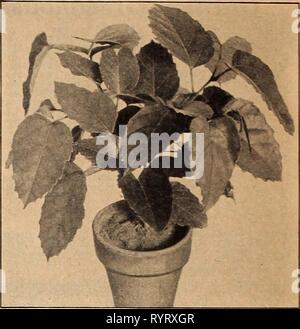 Dreer der Großhandel Katalog für Floristen Dreer der Großhandel Katalog für Floristen und Gärtner: Winter Frühling Sommer 1942. dreerswholesalec 1942 henr Jahr: 1942 Cyperus alternifolius Cyperus Alternifolius Pro 100. 4-Zoll-Töpfe 0 $ 21 $ 18 00 Cissus antarctica Cissus Antarctica - Kangaroo Weinstock ein Haus Pflanze ähnelt in Gewohnheit die bekannte und beliebte Grape Ivy, Vitis rhombifolia. Die zutiefst Zahnriemen, eher dick, glänzend dunkelgrünen Blätter ca. 4 cm lang, eiförmig oder länglich und manchmal in Herzform. Sie ähneln denen der Kastanie. Die Pflanze verzweigt sich frei bilden einen c Stockfoto