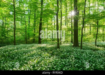 Gemeinsame Buche (Fagus sylvatica) mit blühenden Ramsom (Allium ursinum), Nationalpark Hainich, Thüringen, Deutschland Stockfoto