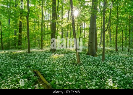 Gemeinsame Buche (Fagus sylvatica) mit blühenden Ramsom (Allium ursinum), Nationalpark Hainich, Thüringen, Deutschland Stockfoto