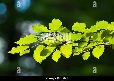 Gemeinsame Buche (Fagus sylvatica), Ast mit Blätter, Deutschland Stockfoto