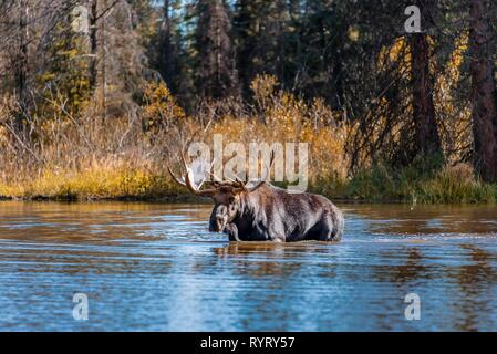 Elch (Alces alces), männliche Elch läuft in einem See, Grand Teton National Park, Wyoming, USA Stockfoto