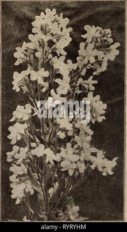 Dreer der Großhandel Preisliste Dreer der Großhandel Preisliste/Henry A. Dreer. . Dreerswholesalep 1912 dree Jahr: ACHILLEA PTARMICA FL. PL. BOULE DE NEIGE Achillea Millefolium (Schafgarbe). Boule de Nelge. Eine Verbesserung auf die "Perle", mit Blumen von mehr perfekte Form, fuller Zentren und Reiner weiß; eine wertvolle Schnittblume. $ 1,00 pro dtz.; $ 7,00 pro 100. Pro doz. Pro 100 Boule d'Argent. 4-Zoll-Töpfe 1 $ 50 $ 10 00 Eupatorium. Starke, 4-Zoll-Töpfe 85 6 00 Flllpendula. Starke, 3'/2-Zoll Töpfe 85 6 00 Millefolium Roseum. 4 Zoll, Töpfe 85 6 00 Cerise Queen. 4-Zoll-Töpfe 85 6 00 Die Perle. 3-Zoll-Töpfe 85 6 00 Tomentosa. Stockfoto