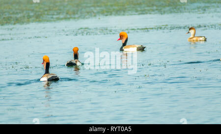 Eine Herde von Kolbenente (Netta rufina) Schwimmen auf Chilka See Vogelschutzgebiet, Odisha, Indien Stockfoto