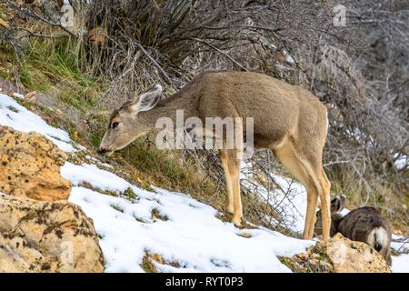 Hirsch (Odocoileus Hemionus) Weiden im schnee, winter, Bright Angel Trail, South Rim, Grand Canyon National Park, Arizona, USA Stockfoto