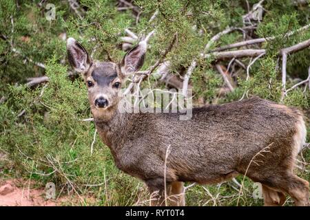 Hirsch (Odocoileus Hemionus) im Unterholz, Kamera, Bright Angel Trail, South Rim, Grand Canyon National Park Stockfoto