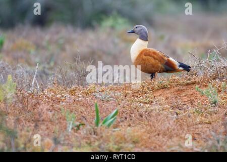 Südafrikanische Brandente (Tadorna cana), erwachsener Mann, auf dem Nest im offenen Grasland, Addo Elephant National Park, Eastern Cape Stockfoto