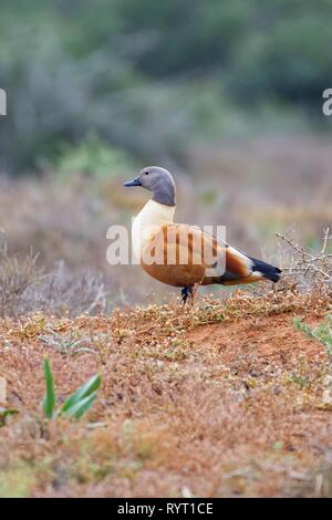 Südafrikanische Brandente (Tadorna cana), erwachsener Mann, auf dem Nest im offenen Grasland, Addo Elephant National Park, Eastern Cape Stockfoto