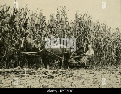 Elementare Landwirtschaft (1913) Elementare Landwirtschaft. elementaryagricu 02 nida Jahr: 1913 COEN 123 Sammeln die Ernte. Wenn die unteren Blätter am Stengel beginnen zu sterben, das Getreide ist zum Schneiden bereit. , X. i-: Iri-: ^• 'r' -=r^,3S"v-&lt;-4'^'^-^' Abb. 67. Der Mais Cutler. Dies kann mit der Hand oder mit einem Mais Harvester (Abb. durchgeführt werden. 67). Über 60 Hügel werden geschnitten und in einen Schock gesammelt. Die Oberteile sind zusammen gebunden, damit der Schock während der Mais Kuren, die etwa sechs Wochen stehen wird. Wenn die Blätter trocken sind, das Schälen erfolgt, und die Ohren sind in gut belüfteten Cr gespeichert Stockfoto