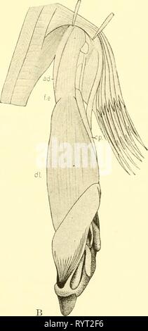 Die knorpelfischen Fische (1934) den knorpelfischen Fische. elasmobranchfish 03 dani Jahr: 1934 Abb. 114. Muskeln der Paarung, Eaja. (Von Bachman.) A und B, ventrale und dorsale Ansichten, Ad., Adduktoren; cp., Kompressor; dl., dilatator; w.e., externe flexor. Stockfoto