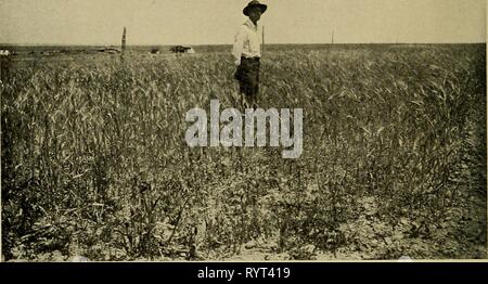 Dry-Farming, seine Grundsätze und Praxis Dry-farming: Prinzipien und Praxis. dryfarmingitspri 00 macd Jahr: 1909 WEIZEN WÄCHST KONTINUIERLICH, dritten Fruchtart, Ertrag 4 Bushel pro Acre, FORSYTH TROCKEN-Bauernhof, Montana, die böse Wirkung von konstanten Zuschneiden ohne Sommer Brache oder Drehung Stockfoto