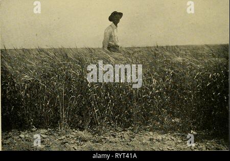 Dry-Farming, seine Grundsätze und Praxis Dry-farming: Prinzipien und Praxis. dryfarmingitspri 00 macd Jahr: 1909 WEIZEN WÄCHST KONTINUIERLICH, dritten Fruchtart, Ertrag 4 Bushel pro Acre, FORSYTH TROCKEN-Bauernhof, Montana, die böse Wirkung von konstanten Zuschneiden ohne Sommer Brache oder Rotation WEIZEN NACH EINEM FEUCHTIGKEIT SPEICHERN BRACHE, Ertrag 25 Bushel pro Acre, FORSYTH TROCKEN-Bauernhof, Montana Stockfoto