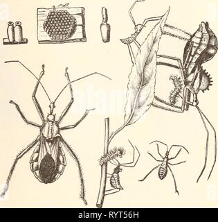 Ökonomische Entomologie für den Landwirt wirtschaftliche Entomologie für den Landwirt. . Economicentomolo 00 Smit 0 Jahr: 1896 das Insekt der Welt. 153 kräftigen Schnabel und ihre Säfte saugen. Es gibt andere Arten der gleichen allgemeinen Erscheinungsbild gemeinsame überall, und manche behaupten sogar, sich in unseren Städten, die Fütterung der Larven schädigen Schatten-Bäume. Ich habe einige von ihnen in New Brunswick bemerkt, zerstören die Larven der ELM-leaf Beetle in großen Bild. 114. Das Rad-bug, Prionidus cristatus, in allen seinen Phasen; natürliche Größe. zahlen. Wobei es insgesamt, finden wir in dieser Familie Formen vor allem, dass die Ar Stockfoto