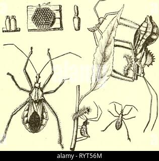 Ökonomische Entomologie für den Landwirt wirtschaftliche Entomologie für den Landwirt und Winzer [microform]: und für die Verwendung als Text-Buch in der landwirtschaftlichen Schulen und Colleges. economicentomolo 00 insmit Jahr: 1896 das Insekt der Welt. 153 kräftigen Schnabel und ihre Säfte saugen. Es gibt andere Arten der gleichen allgemeinen Erscheinungsbild gemeinsame überall, und manche behaupten sogar, sich in unseren Städten, die Fütterung der Larven mjuring Schatten-Bäume. Ich habe einige von ihnen in New Brunswick bemerkt die Zerstörung der larvse des ELM-leaf Beetle in großen Bild. 114. Das Rad-bug, Pttonidus ciisiatiis, in allen seinen Sta Stockfoto