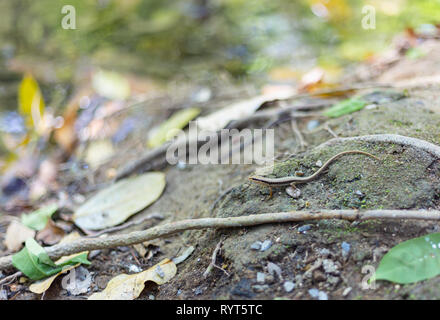 Sphenomorphus maculatus, Huai Mae Khamin Waterfall Srinakarin Dam Nationalpark Kanchanaburi Thailand. Stockfoto