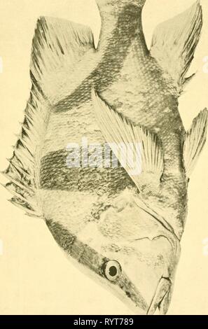 Die essbaren Fische neue Die essbaren Fische von New South Wales: ihre derzeitige Bedeutung und ihre potentialitäten. ediblefishesofne 00 stea Jahr: 1908 Stockfoto