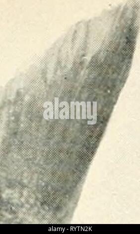 Die essbaren Fische neue Die essbaren Fische von New South Wales; ihre Bedeutung und ihre Möglichkeiten. ediblefishesofne 00 newsuoft Jahr: 1908 Stockfoto