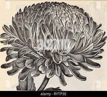 Dreer der Großhandel Preisliste Dreer der Großhandel Preisliste/Henry A. Dreer. . Dreerswholesalep 1898 dree Jahr: 10 DREER DIE ZUVERLÄSSIGEN BLUMENSAMEN. Ich'. HcjN^ rtHrtUTION ASTEB. Astern. Unsere Bestände dieser wichtigsten Jlorists" Jloiver sind aus zuverlässigen Quellen beschafft und wird foundfirst-klasse in jeder Hinsicht. Tr. pkt. Oz. Ball oder Juwel, apple blossom 40 2 oo dark blue 40 2 00 pink 50 2 50 Pure White 40 2 cx) Betteridge's Bequillte, Gelb 15 50 mixed 10 30 Comet, Carmine 40 2 00 hellblau 40 2 00 Peach Blossom Pink 40 2 00 Tiefe 40 2 00 Rose Rose und weiß 40 2 00 riesige weiße, extra Stockfoto