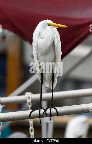 Silberreiher (Ardea alba) am Rose Marina, Marco Island, Florida, USA gehockt Stockfoto