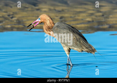 Rötlich Seidenreiher (Egretta rufescens) Ernährung in einem Salzwasser Lagune, in der Nähe Tigertail Beach, Marco Island, Florida, USA Stockfoto