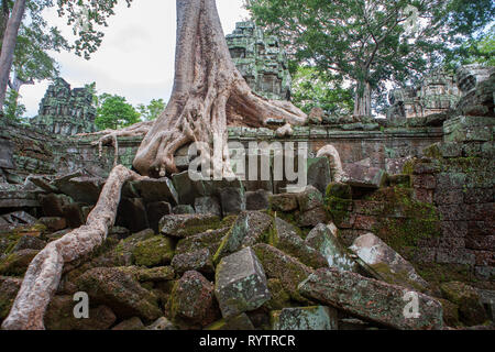 Wurzeln der Tetrameles Nudiflora eindringen eine zerstörte Mauer den dritten Hof, Ta Prohm, Angkor, Siem Reap, Kambodscha Stockfoto