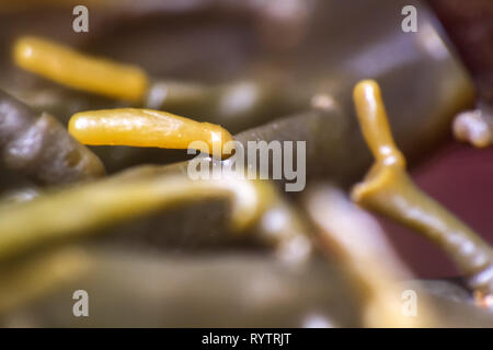 Braunen Algen (FUCUS). Makro von Algen Körper (Blade. thallus). Für die Augen unsichtbar Welt der marine Pflanzen und Tiere Stockfoto