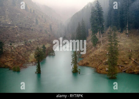 Himalayan Tannen (Abies Californica) und Himalaya Fichte (Picea morinda) in Wasser. Erstaunlich überschwemmten Wälder. Bäume Aufstieg vom See, Sintflut. Ungewöhnliche Himal Stockfoto