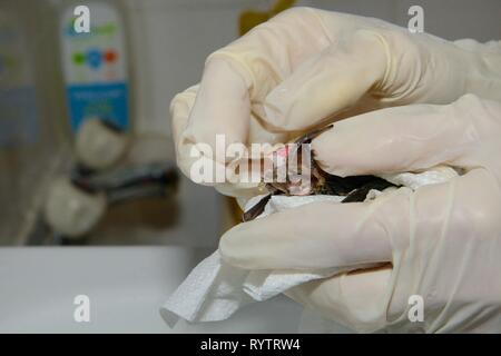 Fliegenfänger aus einem Braunen Langen entfernt-eared bat (Plecotus auritus), die zu einem Rescue Center kleben geblieben, Devon, UK geholt wurde. Stockfoto
