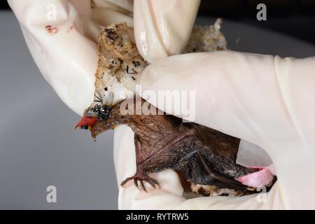 Fliegenfänger aus einem Braunen Langen entfernt-eared bat (Plecotus auritus), die zu einem Rescue Center kleben geblieben, Devon, UK geholt wurde. Stockfoto