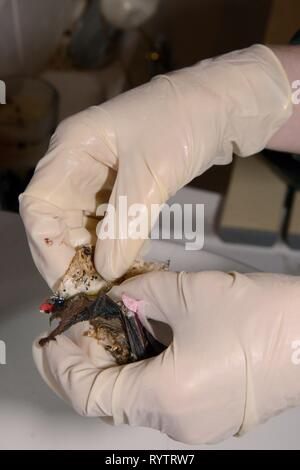 Fliegenfänger aus einem Braunen Langen entfernt-eared bat (Plecotus auritus), die zu einem Rescue Center kleben geblieben, Devon, UK geholt wurde. Stockfoto