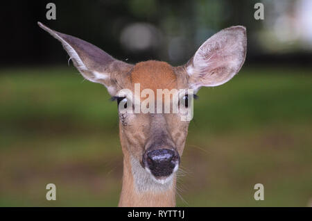 Closeup Portrait einer Whitetail deer Gesicht direkt in die Kamera schaut. Stockfoto