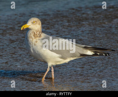 Gemeine Möwe in seinem natürlichen Lebensraum. Stockfoto